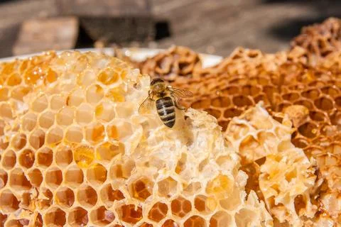 Close up view of the working bee on the honeycomb with sweet honey. Sweet h.. Stock Photos