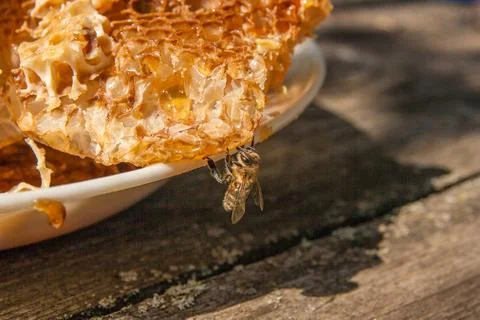 Close up view of the working bee on the honeycomb with sweet honey. Sweet h.. Stock Photos