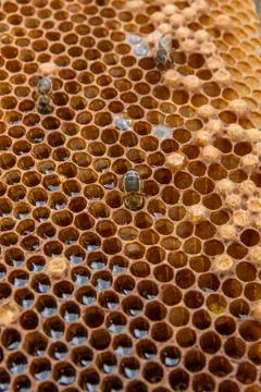 Close up view of the working bee on the honeycomb with sweet honey.. Stock Photos