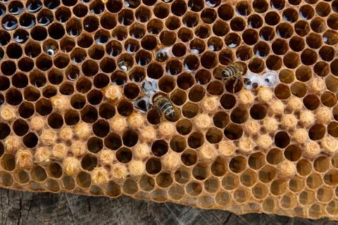 Close up view of the working bee on the honeycomb with sweet honey.. Stock Photos