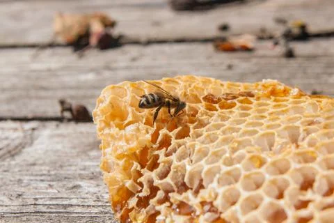 Close up view of the working bee on the honeycomb with sweet honey. Stock Photos