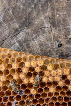 Close up view of the working bee on the honeycomb with sweet honey.. Stock Photos