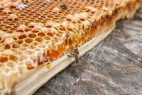 Close up view of the working bee on the honeycomb with sweet honey.. Stock Photos