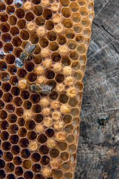 Close up view of the working bee on the honeycomb with sweet honey.. Stock Photos