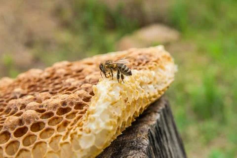 Close up view of the working bee on the honeycomb with sweet honey.. Stock Photos