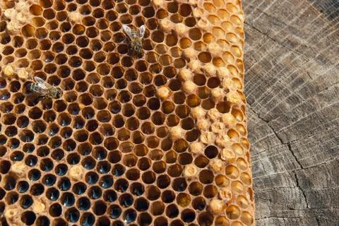 Close up view of the working bee on the honeycomb with sweet honey.. Stock Photos