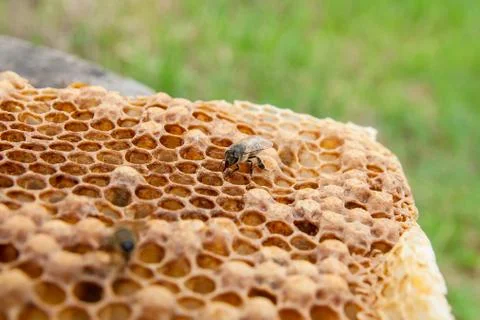 Close up view of the working bee on the honeycomb with sweet honey.. Stock Photos