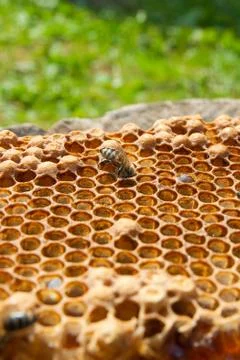 Close up view of the working bee on the honeycomb with sweet honey.. Stock Photos