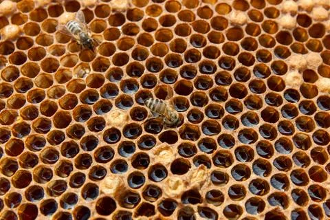 Close up view of the working bee on the honeycomb with sweet honey.. Stock Photos