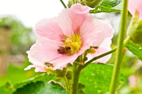 Close up view of the working bee on a pink hollyhock flower. Stock Photos
