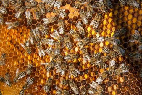 Close up view of the working bees and collected pollen in the honeycomb. Stock Photos