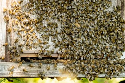 A close-up view of the working bees bringing flower pollen to the hive on its Stock Photos