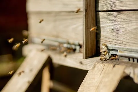 A close-up view of the working bees bringing flower pollen to the hive on its Stock Photos
