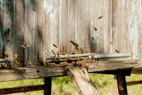 A close-up view of the working bees bringing flower pollen to the hive on its Stock Photos
