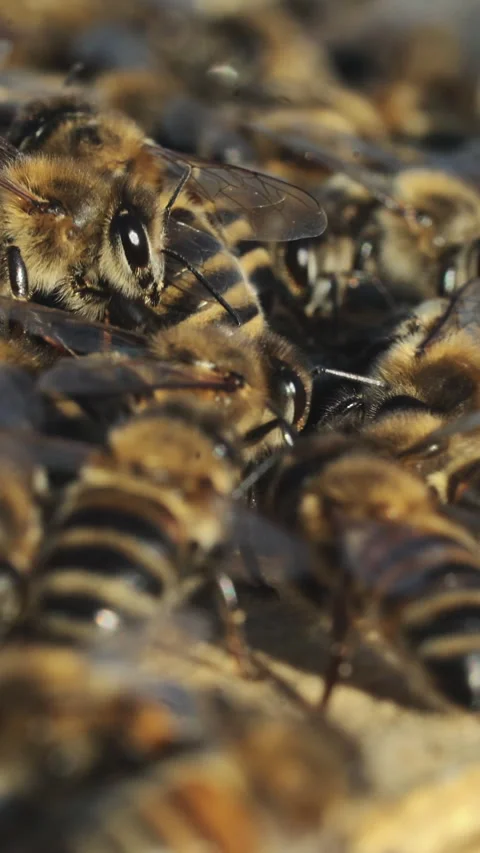 Close up view of the working bees on honey cells.  Stock Footage 296734587