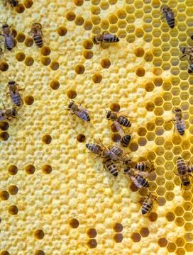 Close up view of the working bees on honey cells Stock Photos