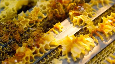 Close up view of the working bees on honey Stock Photos