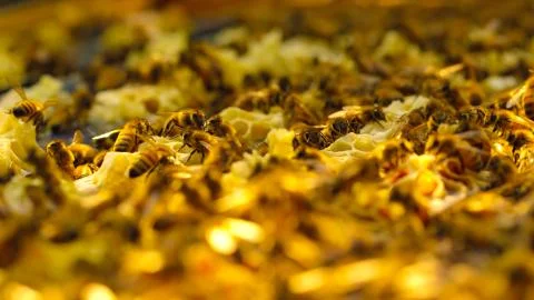 Close up view of the working bees on honey Foto stock