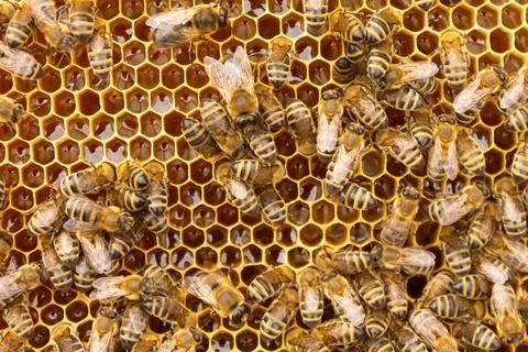 Close up view of the working bees on honey cells Stock Photos