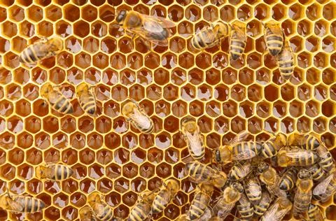 Close up view of the working bees on honey cells Stock Photos