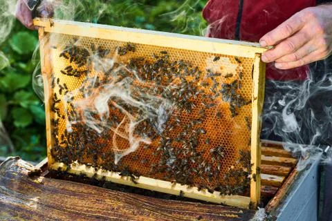 Close up view of the working bees on the honeycomb with sweet honey. Honey is Stock Photos