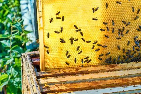 Close up view of the working bees on the honeycomb with sweet honey. Honey is Stock Photos