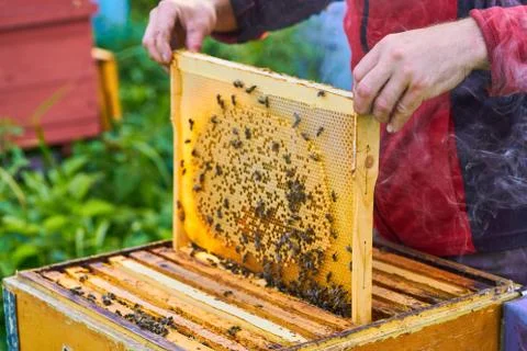 Close up view of the working bees on the honeycomb with sweet honey. Honey is Stock Photos