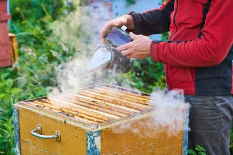 Close up view of the working bees on the honeycomb with sweet honey. Honey is Stock Photos