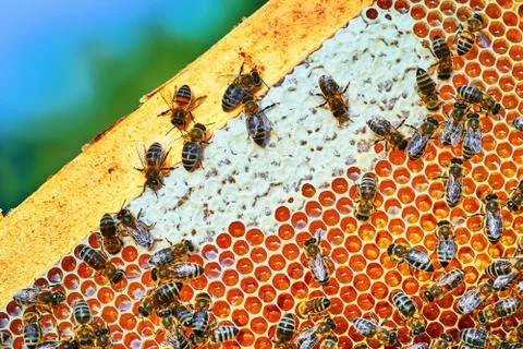 Close up view of the working bees on the honeycomb with sweet honey. Honey is Stock Photos