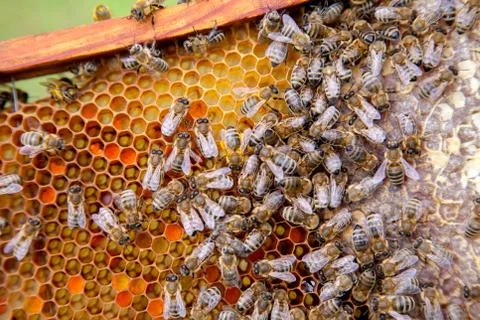 Close up view of working bees on honeycomb with sweet honey.. Stock Photos