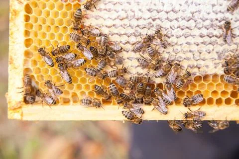 Close up view of working bees on honeycomb with sweet honey.. Stock Photos