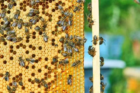 Close up view of the working bees on the honeycomb with sweet honey. Honey is Stock Photos