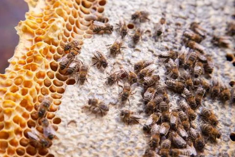 Close up view of working bees on honeycomb with sweet honey.. Stock Photos
