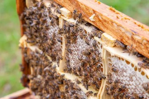 Close up view of working bees on honeycomb with sweet honey. Stock Photos