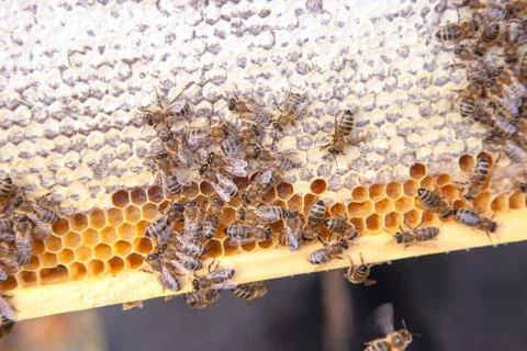 Close up view of working bees on honeycomb with sweet honey.. Stock Photos