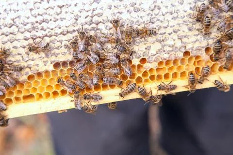 Close up view of working bees on honeycomb with sweet honey.. Stock Photos