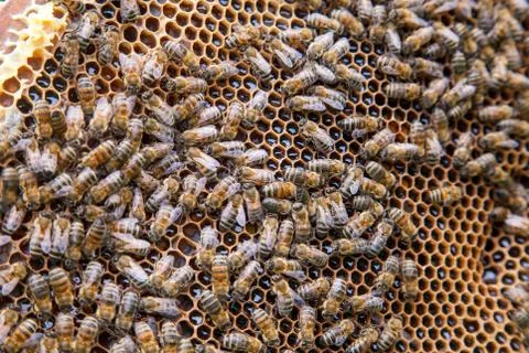 Close up view of working bees on honeycomb with sweet honey. Stock Photos