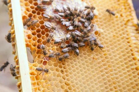Close up view of working bees on honeycomb with sweet honey.. Stock Photos