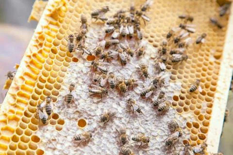 Close up view of working bees on honeycomb with sweet honey.. Stock Photos