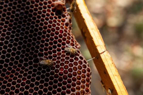 Close up view of working bees on honeycomb with sweet honey.. Stock Photos
