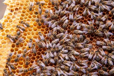 Close up view of working bees on honeycomb.. Stock Photos