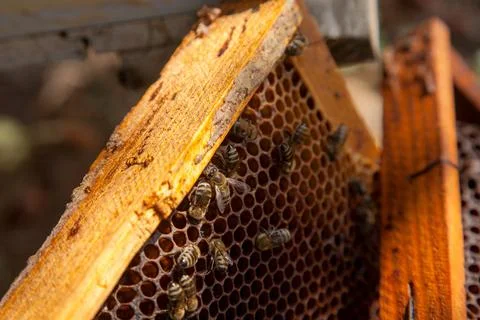 Close up view of working bees on honeycomb with sweet honey.. Stock Photos