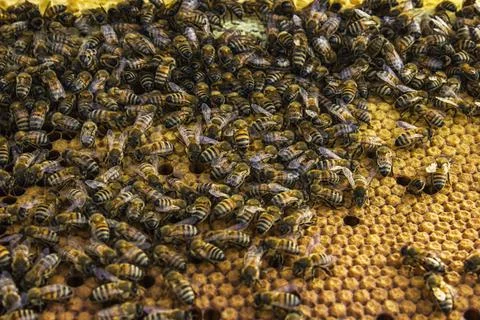 Close up view of the working bees on honeycombs Stock Photos