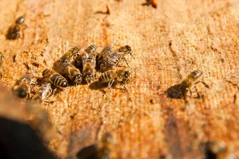 Close up view of the working bees Stock Photos