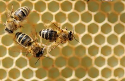 Close up view of the working bees Stock Photos