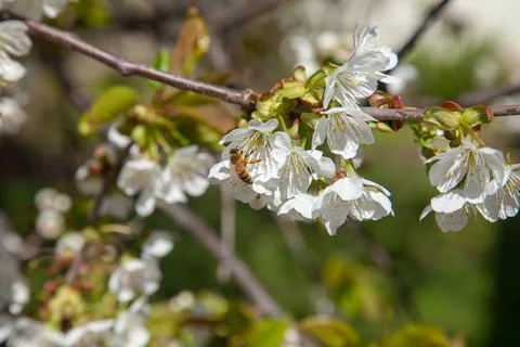 Close up view of working honeybee on white flower of sweet cherry tree. Colle Stock Photos
