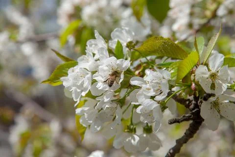 Close up view of working honeybee on white flower of sweet cherry tree. Colle Stock Photos