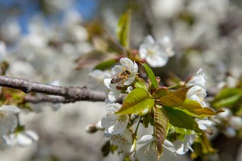 Close up view of working honeybee on white flower of sweet cherry tree. Colle Foto stock