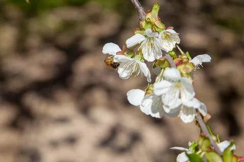 Close up view of working honeybee on white flower of sweet cherry tree. Col.. Stock Photos