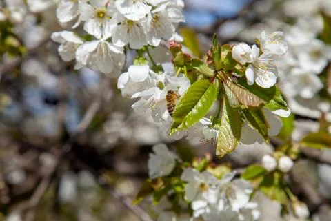 Close up view of working honeybee on white flower of sweet cherry tree. Col.. Stock Photos